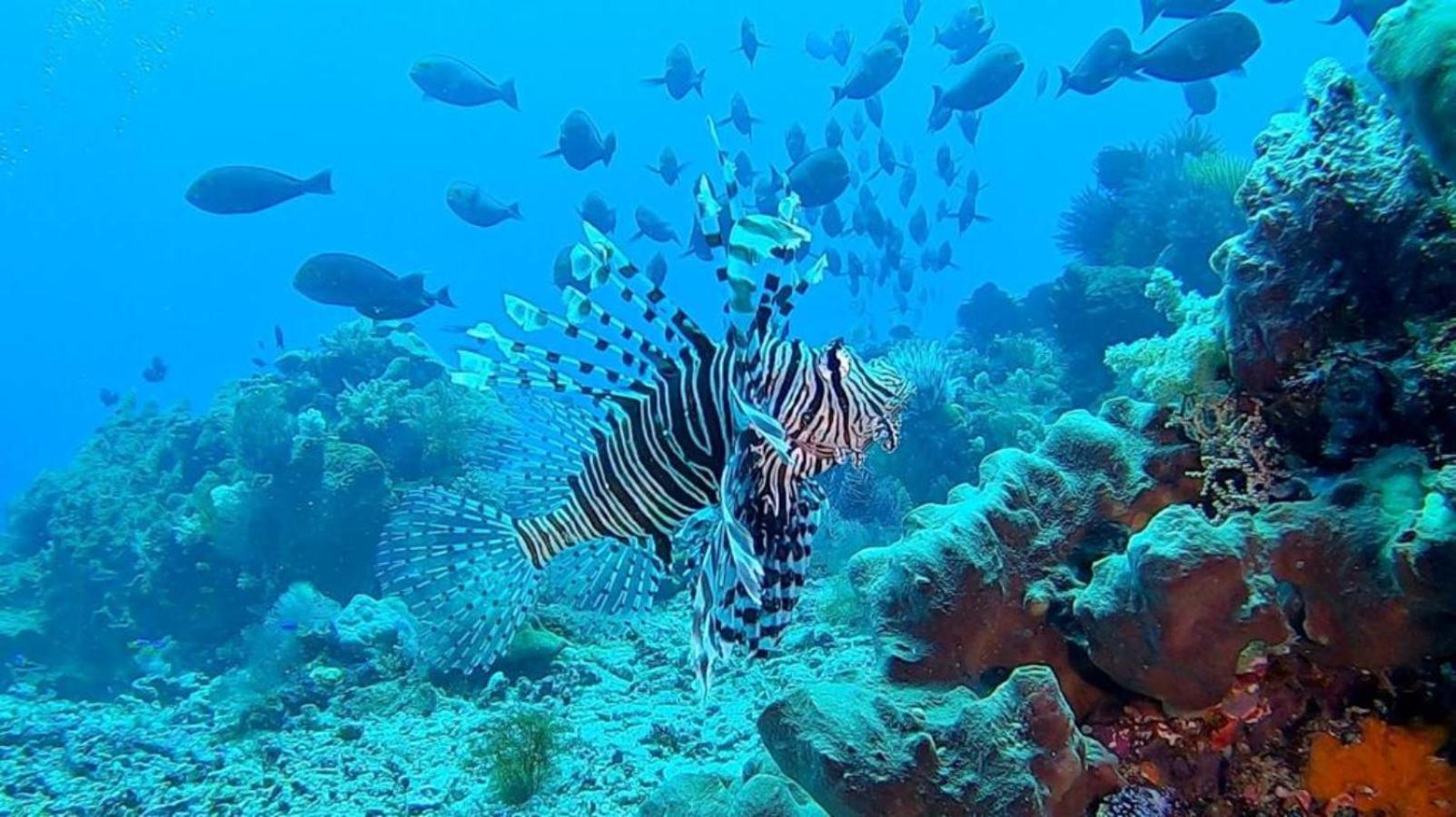 Sunia Loka Bungalows & Dive Center Pemuteran Zewnętrze zdjęcie