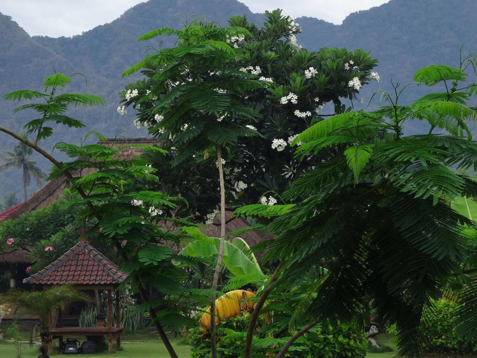 Sunia Loka Bungalows & Dive Center Pemuteran Zewnętrze zdjęcie